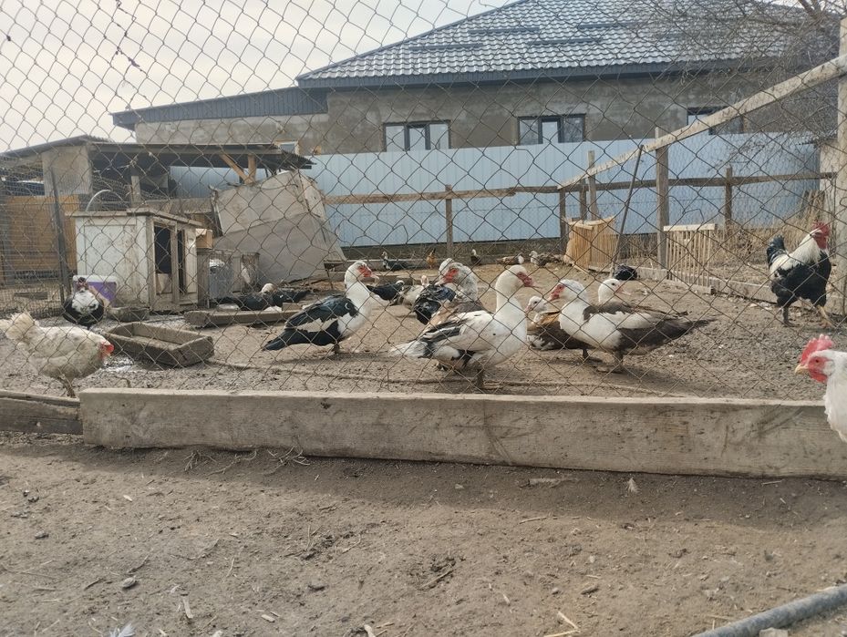 Продам домашних уток