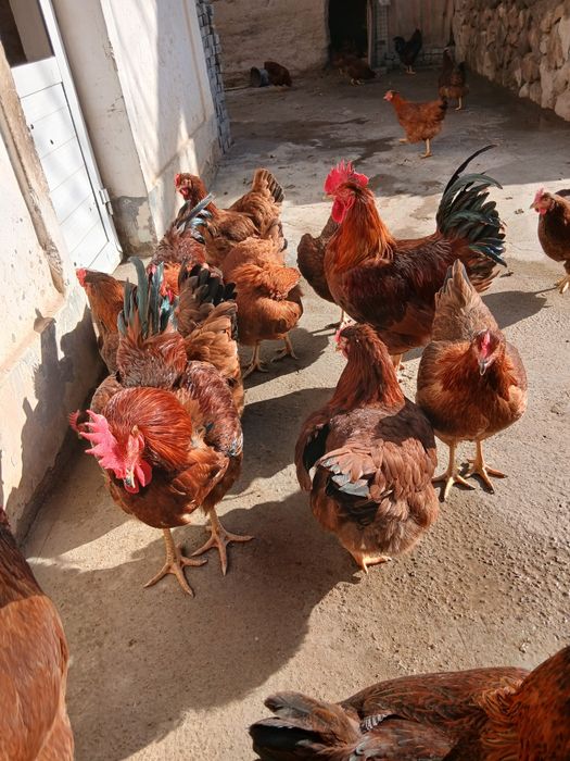 Хан хяп тухмлари сотилади