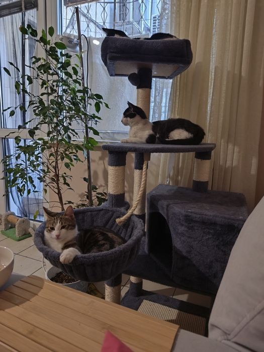 Момче и момиче две котета от улицата търсят  своя човек