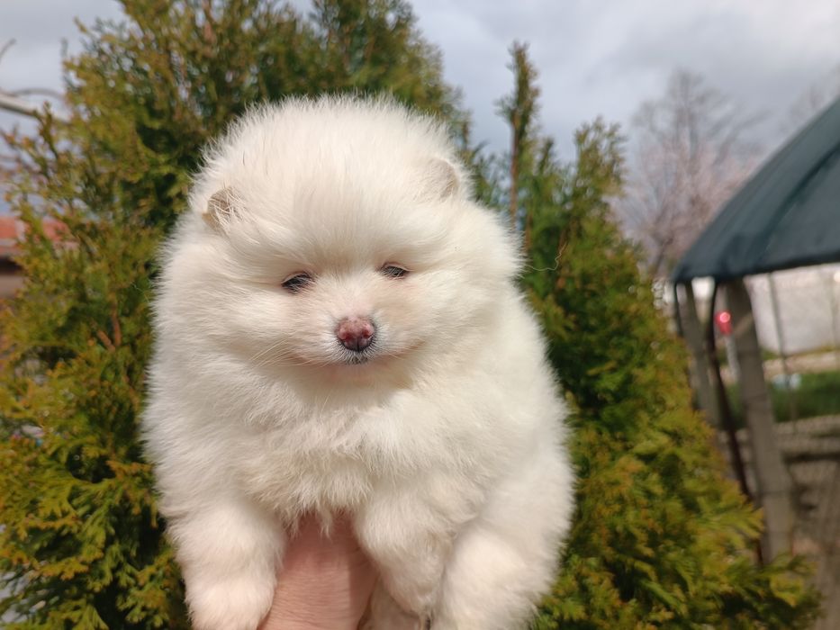 Померан/Померани