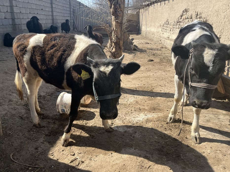 Қой қозысымен бұзаулар