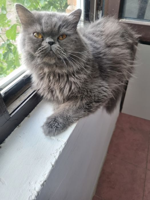 Персиска котка мъжки