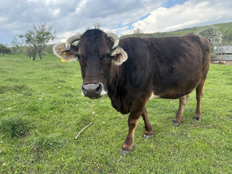 De vanzare ………..