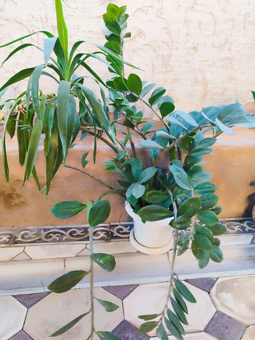 Домашние цветы  ухоженные