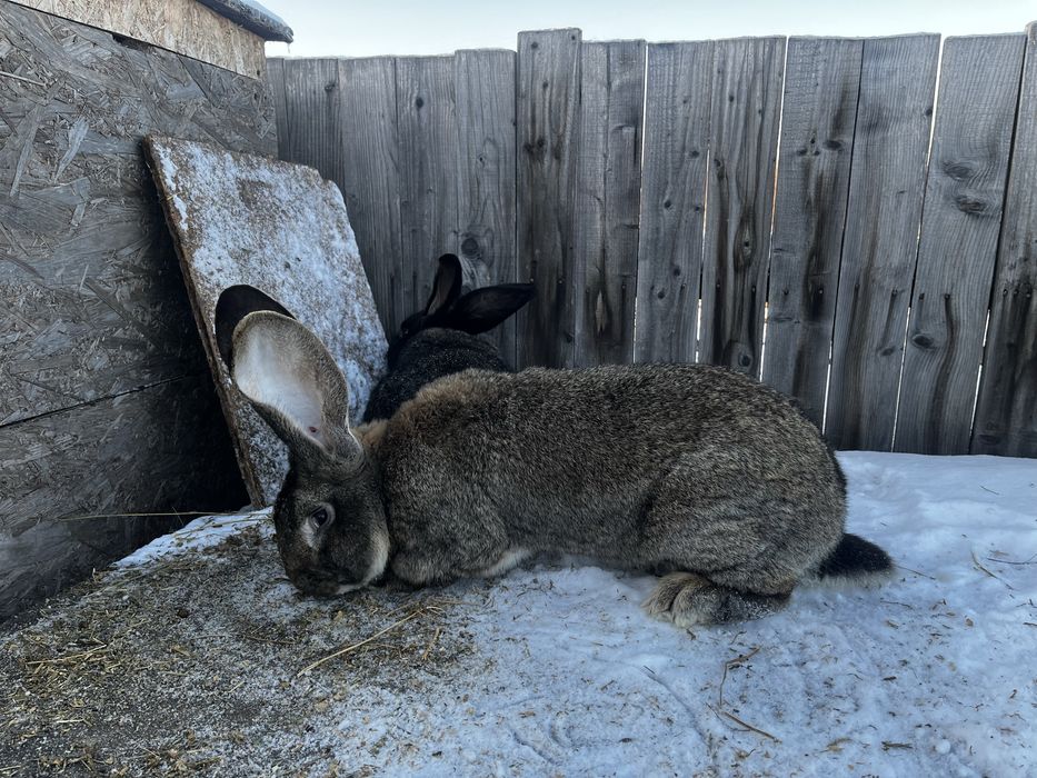 Urias german masculi 1 an