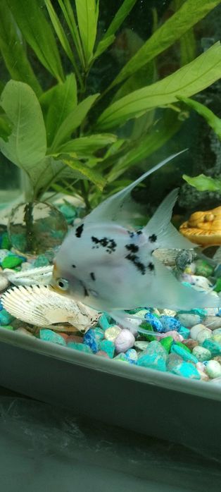 Продам рыбок взрослые