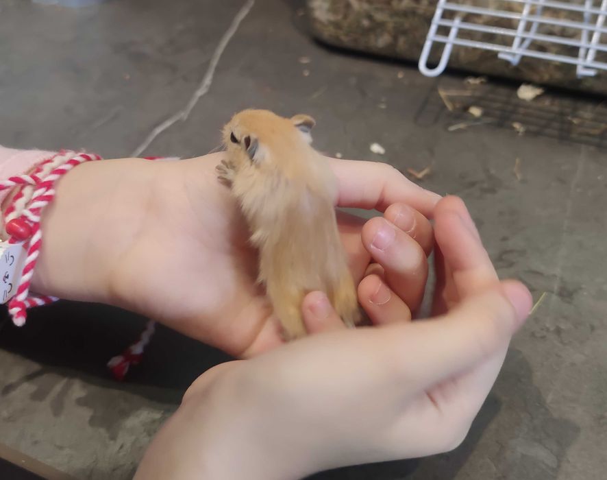 Подарявам бебета джербили/монголска песчанка