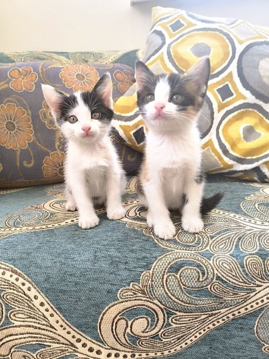 Котёнок в хорошие руки