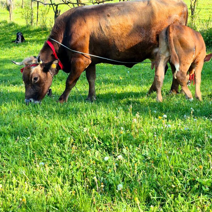 Vand vaca cu tauras angus