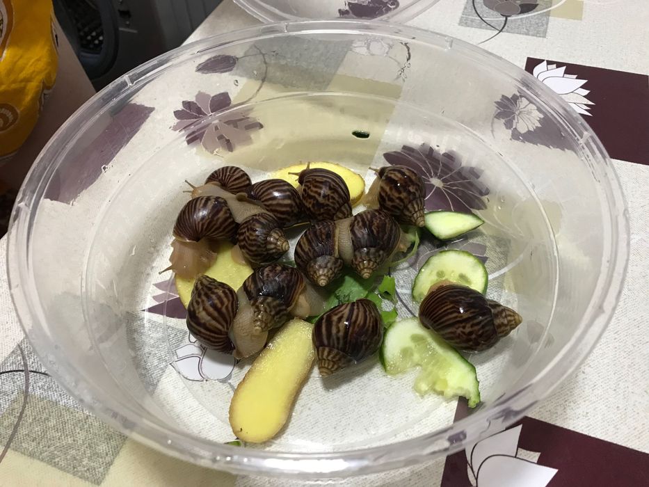 Продаю улиток Ахатин