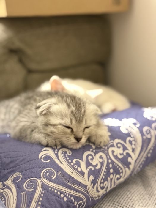 Продам котят породистых