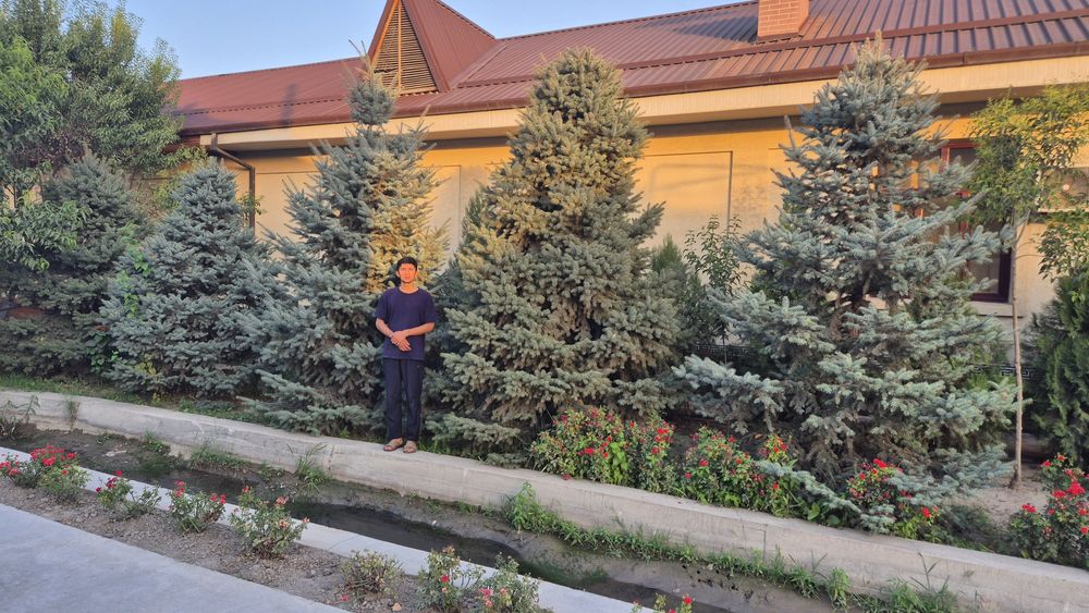 Голубая ель, зелёная ель