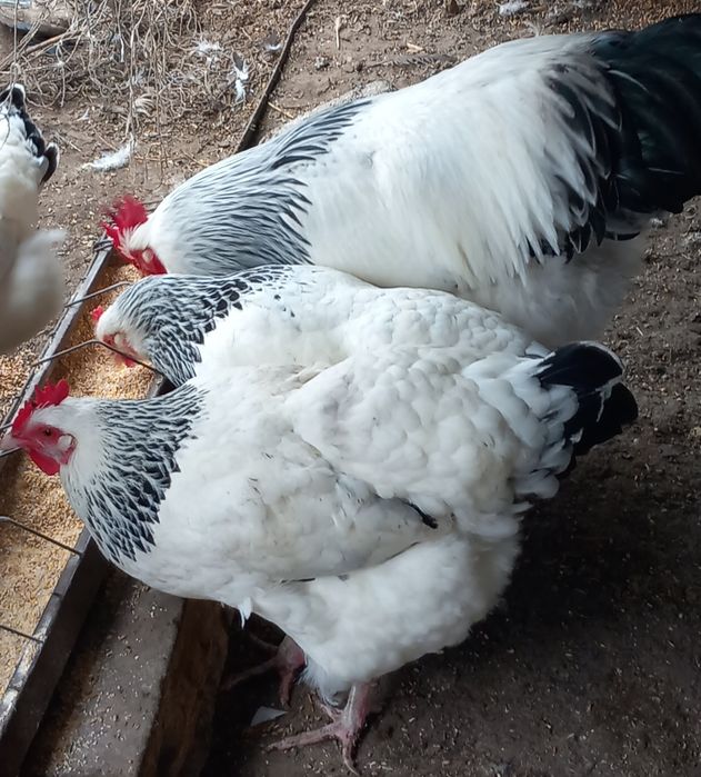 Ouă incubat sussex herminat deschis