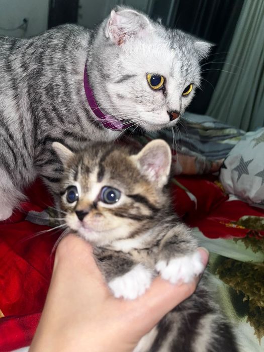 Продам котят вислоухий