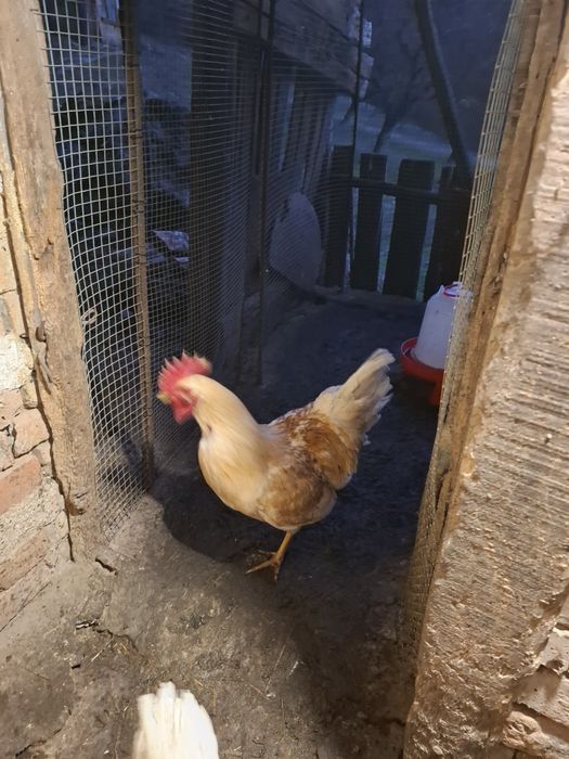 Шведски Исбар,петели