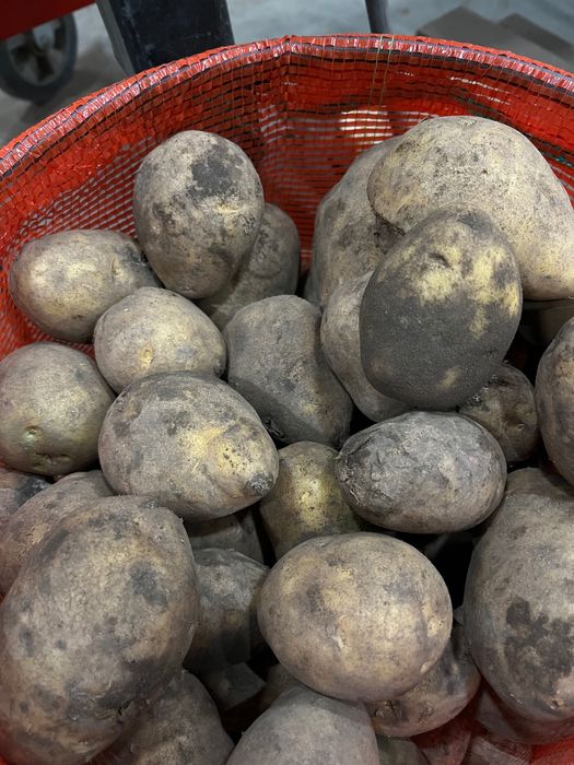 Продам картофель тендерный/нелеквид