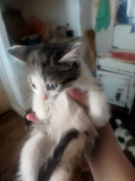 Отдам котят в заботливые руки