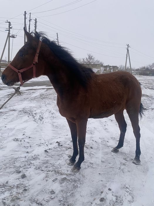 Продам чк кобылу