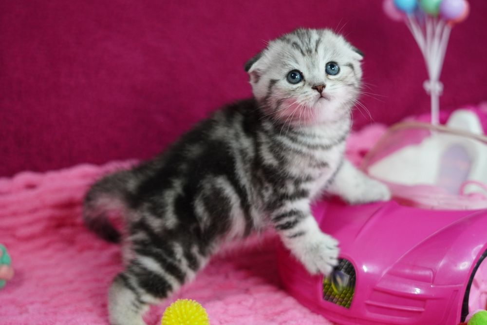 Шотландские котята