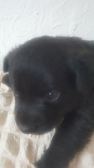 отдаи щенков в добрые руки