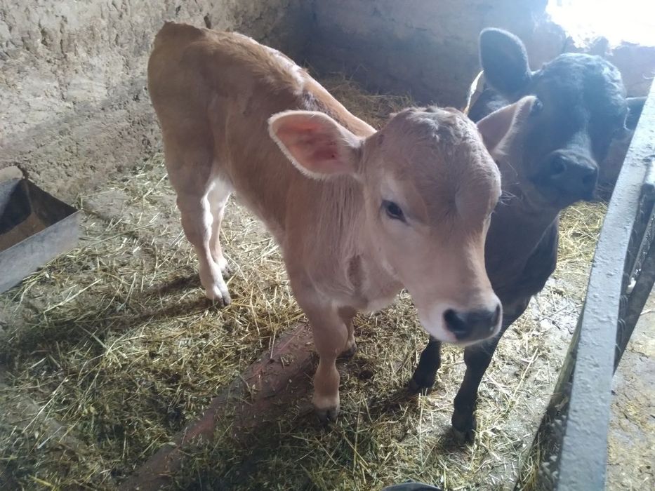 Shvet ona bola sigir sotiladi