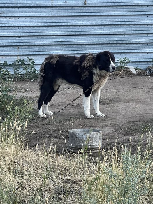 Алабай 3 года кобель