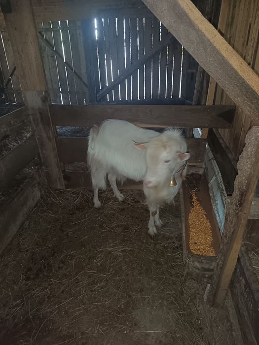 Vând țap de un an!