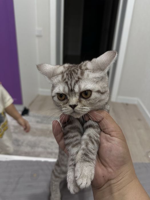 Кошка продам Батыс 2 ……
