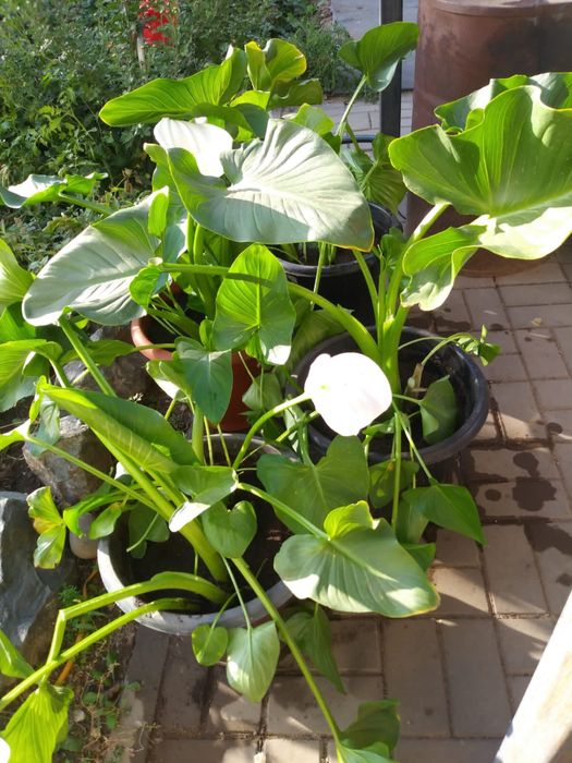 Продам цветок калла