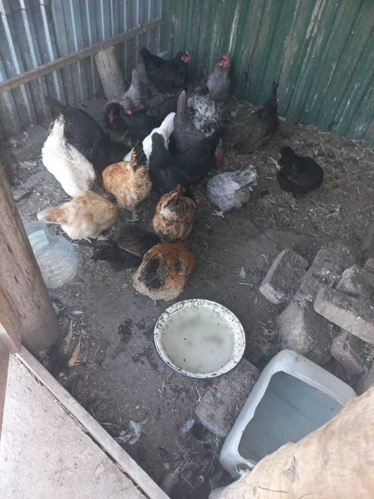 Продам домашних кур
