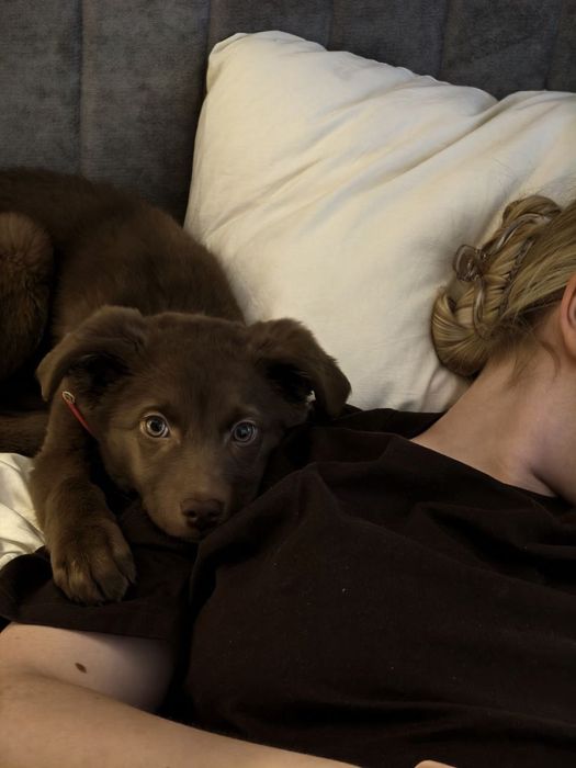 Щенок собака бесплатно