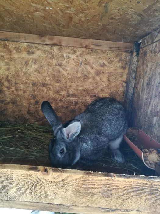 Iepuri rasa chinchilla mare