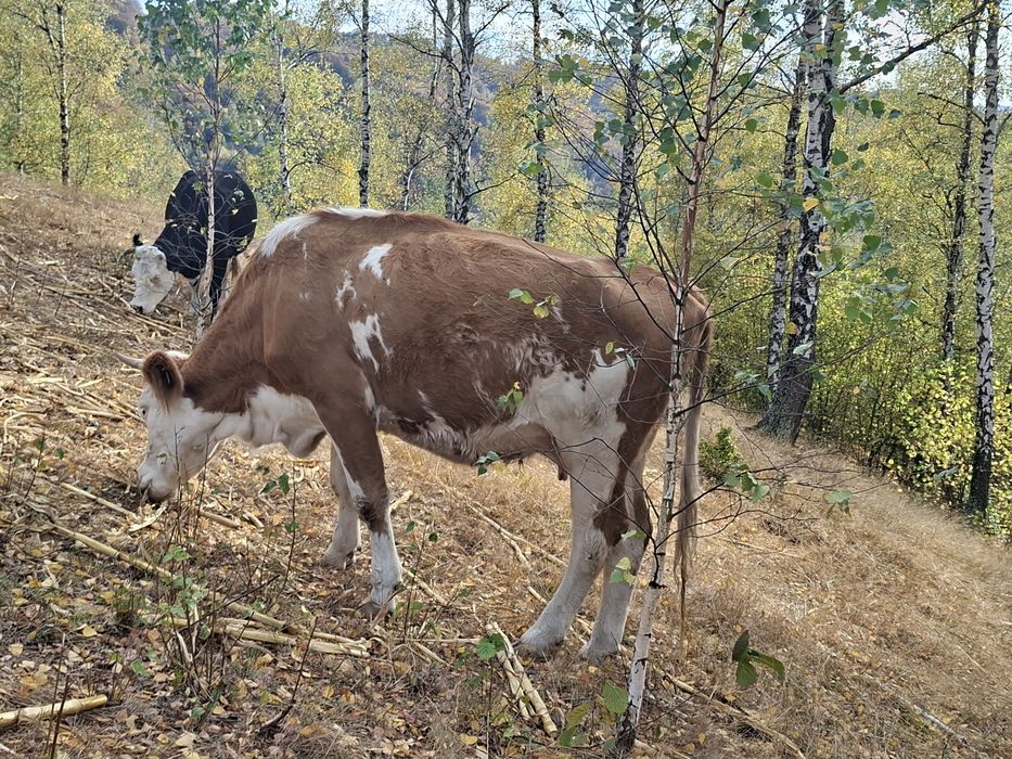 Vând vaca de trei ani cu vitel