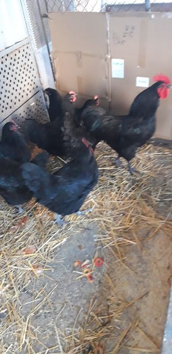 Vind oua si pui  Wiandotte  ,G S G,  Australop