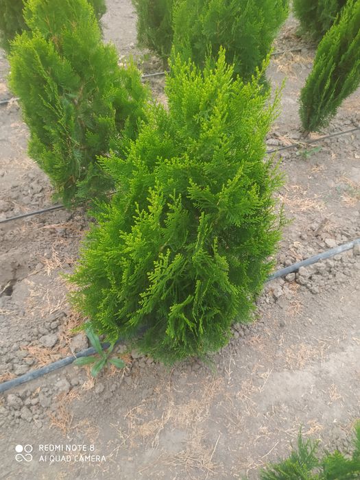 Продам Туя книжка