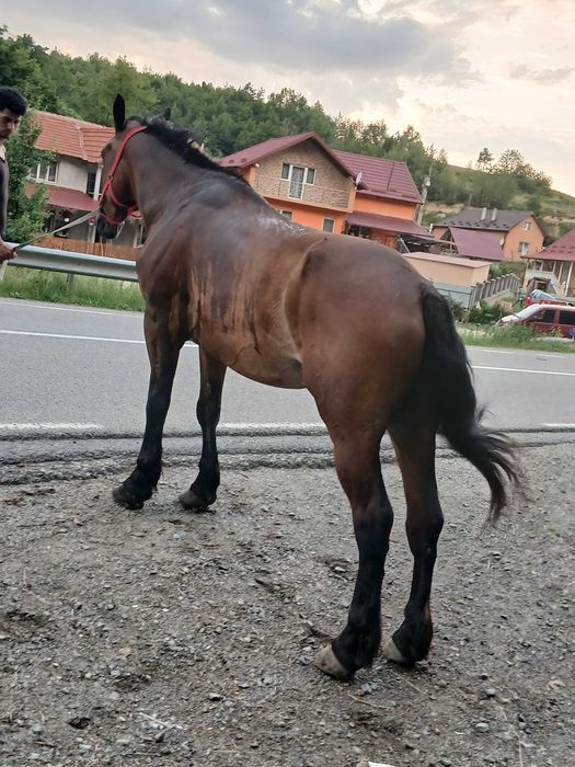 De vanzare cal de 6 ani acte tat în regula