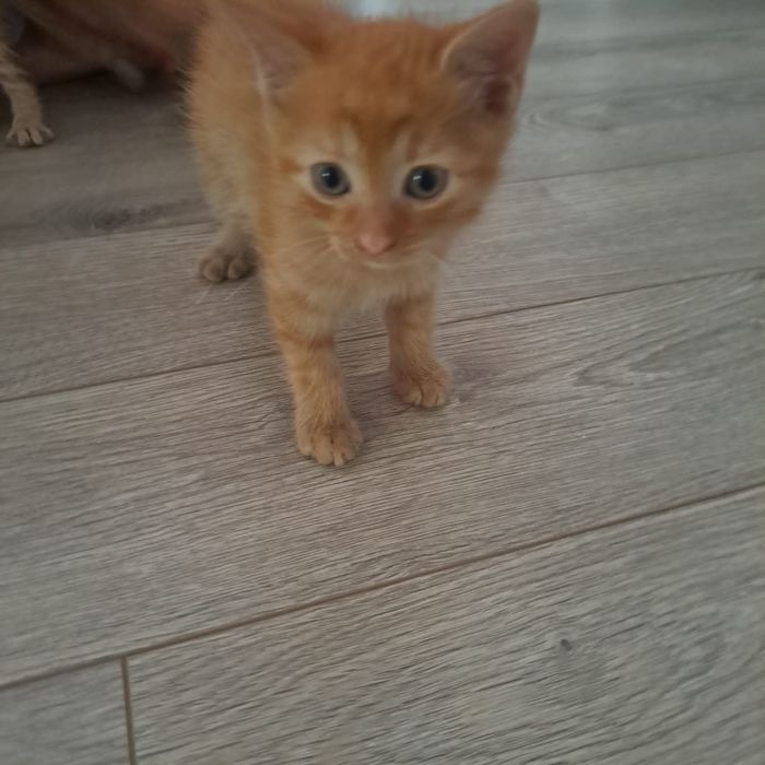 Adoptie pisoiasi