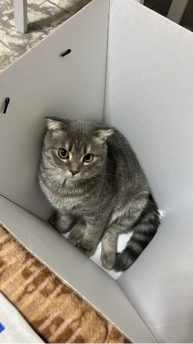 шотландский вислоухий котенок мальчик