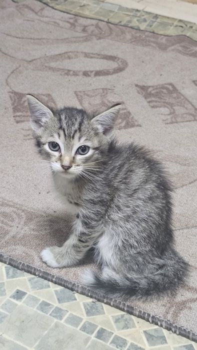 котята крысыловы