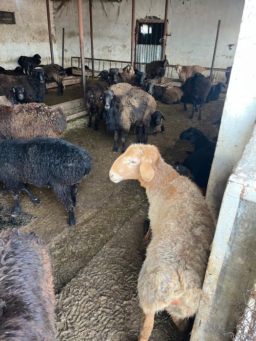 Козы кошкар,бараны,қозы қошқарлар