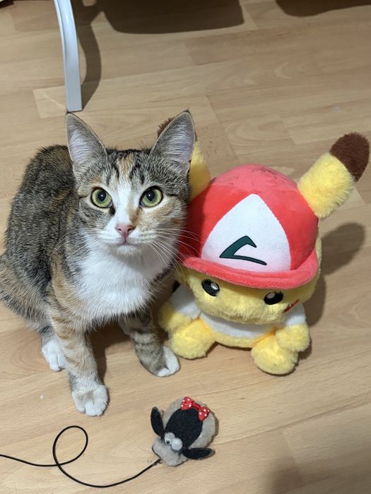 Кошка в добрые руки