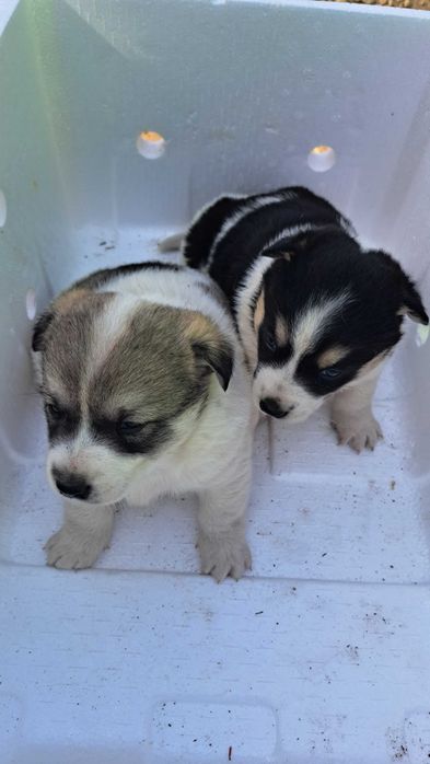 Щенки ищут самых лучших МАМ и ПАП