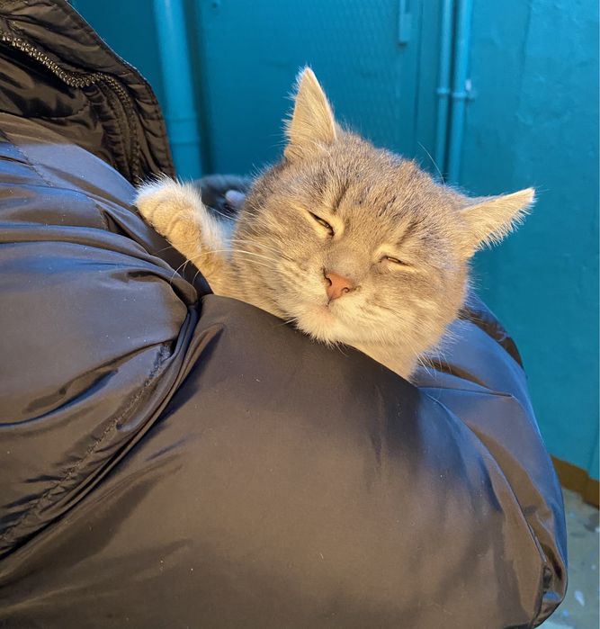 Кошка (6 мес) ищет дом