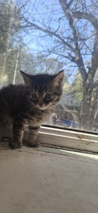 Отдам котят  1 месяц