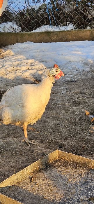 Bibilici de vânzare