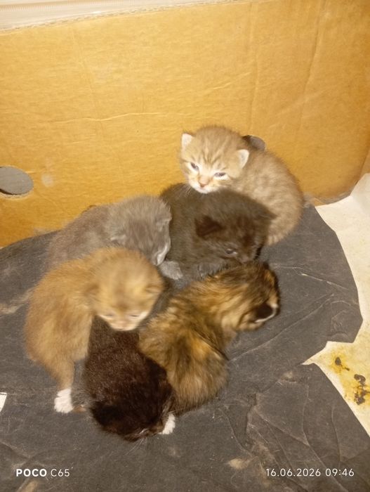 Отдам в хорошие руки котят