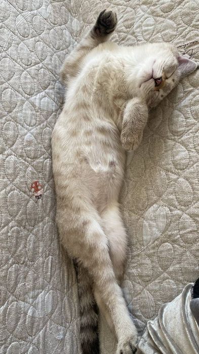 Mushuk sotqmiz zoti bengal