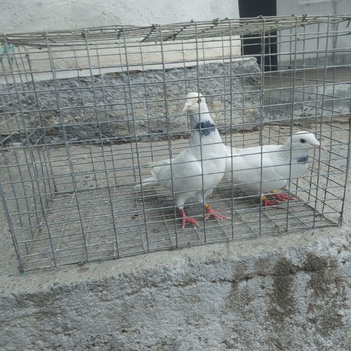 Бели Иран пара гатовый лет с игрой