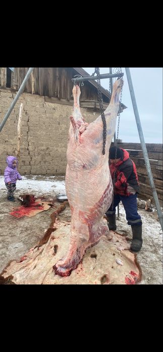 Тай жылғы кунан  лошади