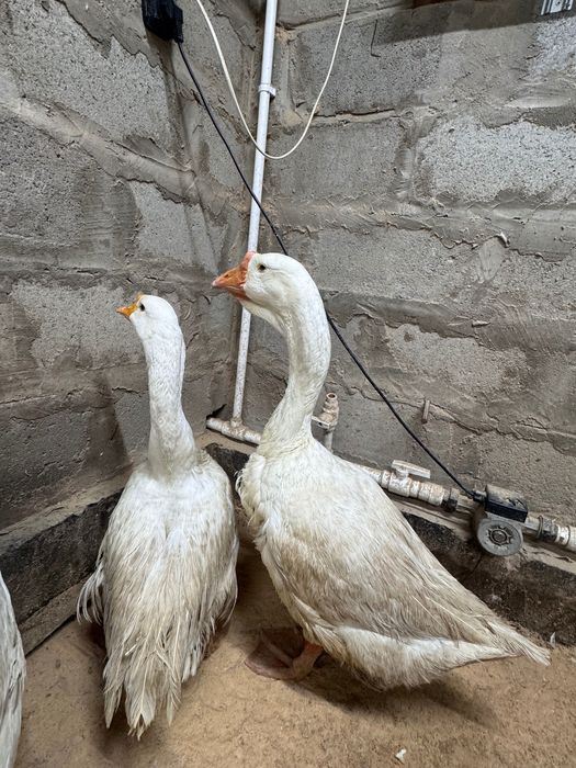 Гусиные яйца на инкубацию